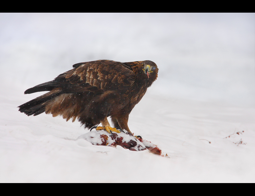 Orzeł przedni (Aquila chrysaetos)