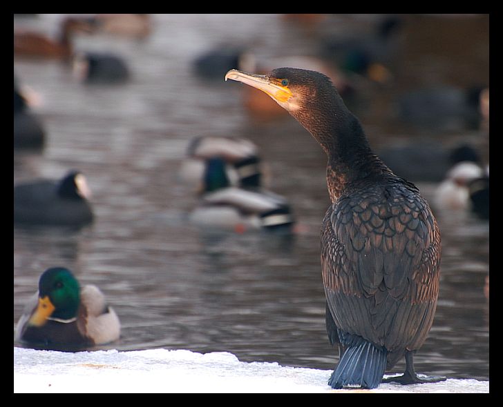 Kormoran zimową porą