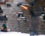 Kormoran zimową porą