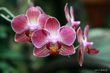 orchidea 2