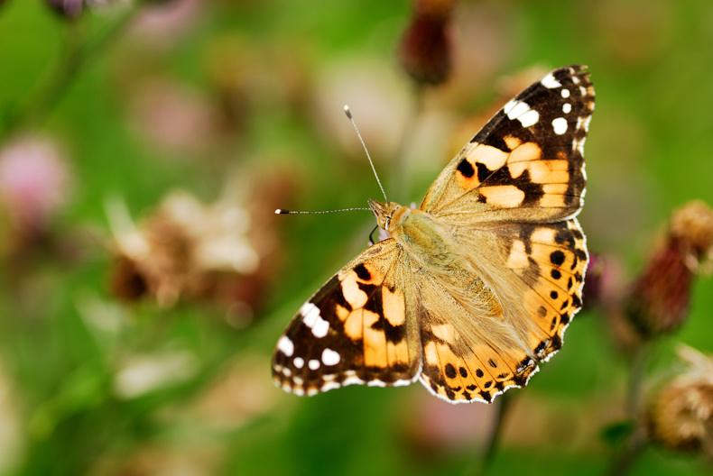 Vanessa cardui L. 1758