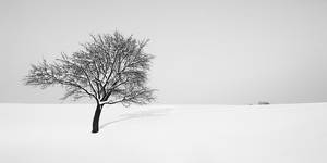 Winter tree