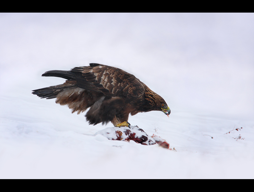 Orzeł przedni (Aquila chrysaetos)