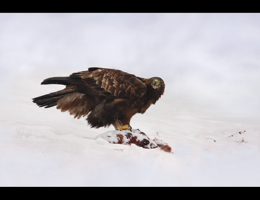 Orzeł przedni (Aquila chrysaetos)