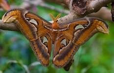 Attacus species