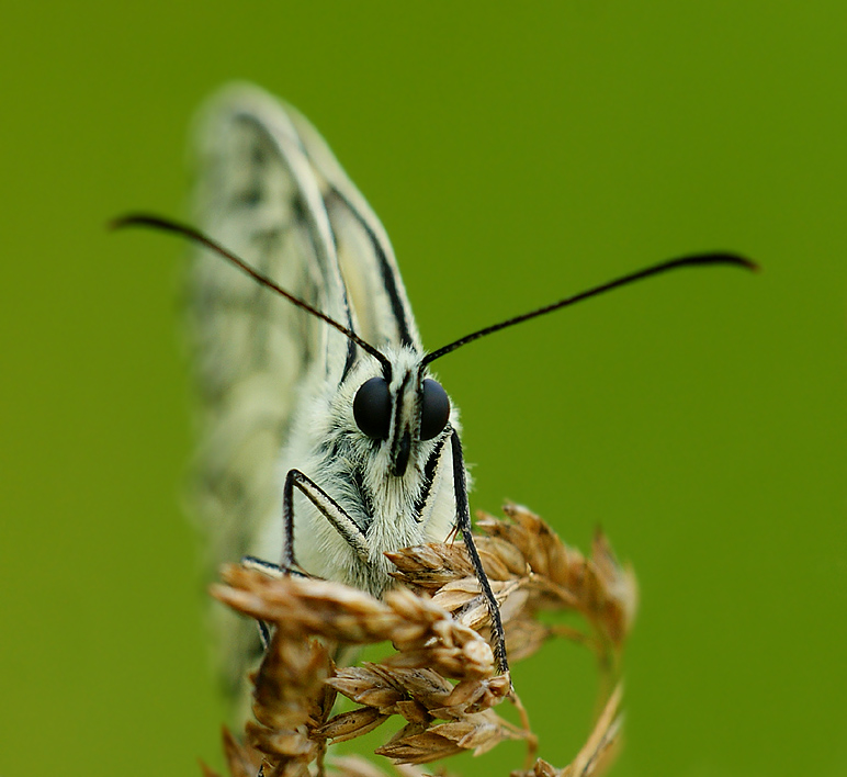 Polowiec szachownica