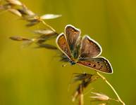 Czerwończyk uroczek (Lycaena tityrus)