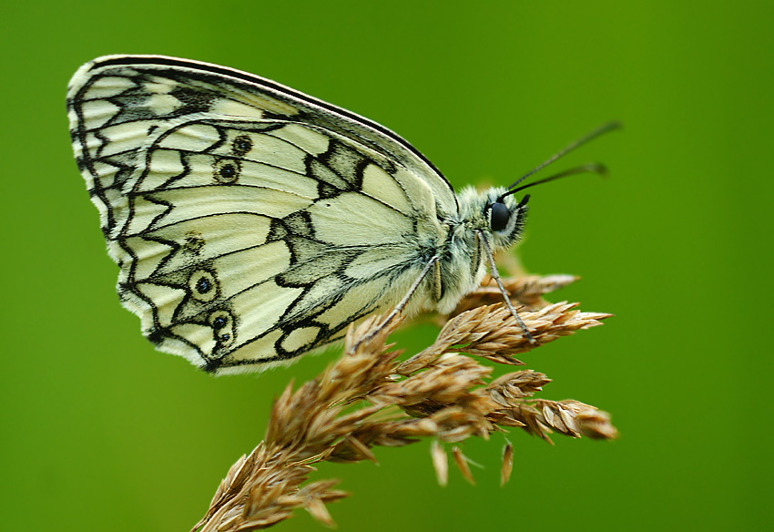 Polowiec szachownica