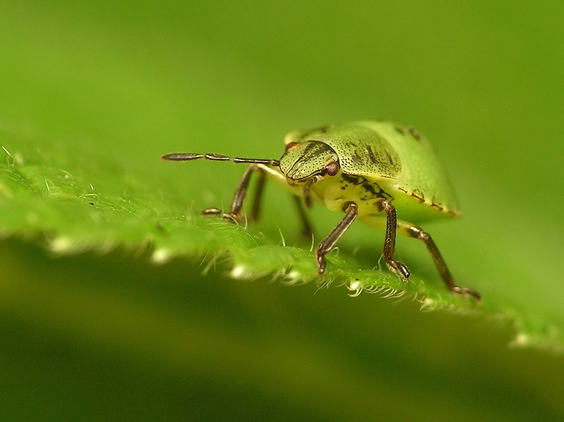 odorek zieleniak (Palomena prasina)