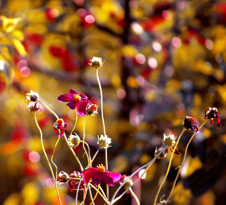 sun flowers