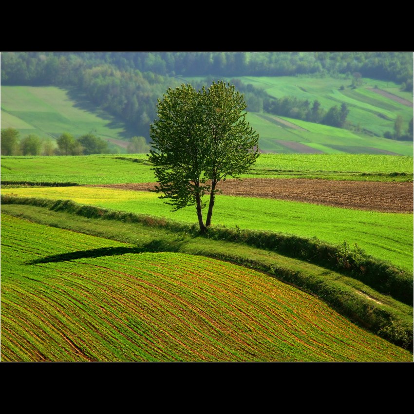 Pejzaż Wiejski