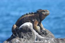 Iguana