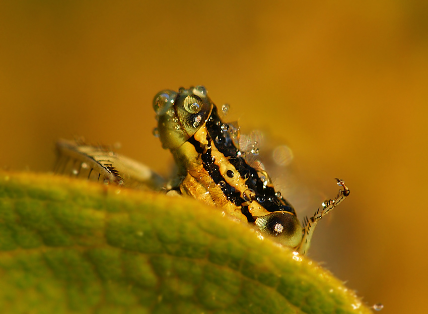 Straszka pospolita Sympecma fusca