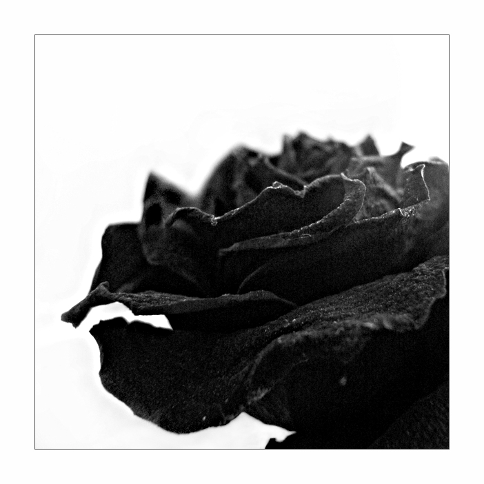 Black Rose