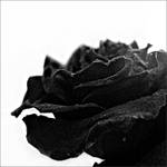 Black Rose