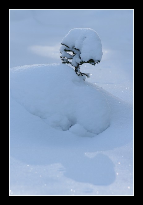 Pod śniegową kołderką