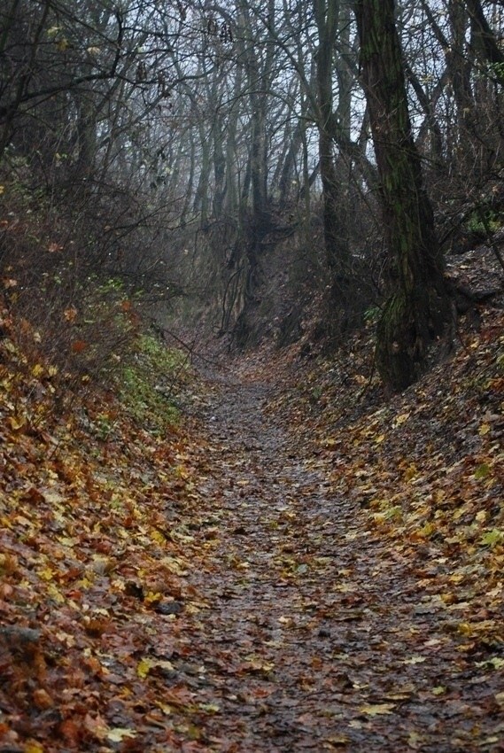 Jesienna jesień w oczekiwaniu na wiosenną wiosnę w obliczu zimowej (coraz mniej) zimy