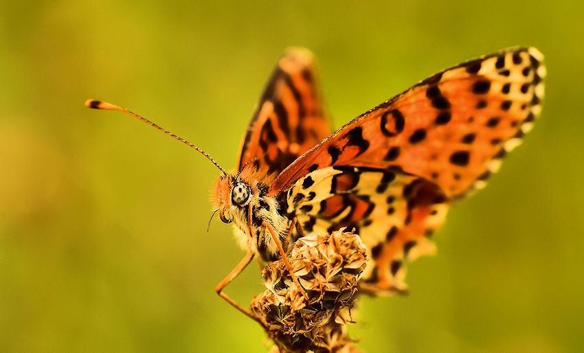 Motyl, który wiosnę powita...