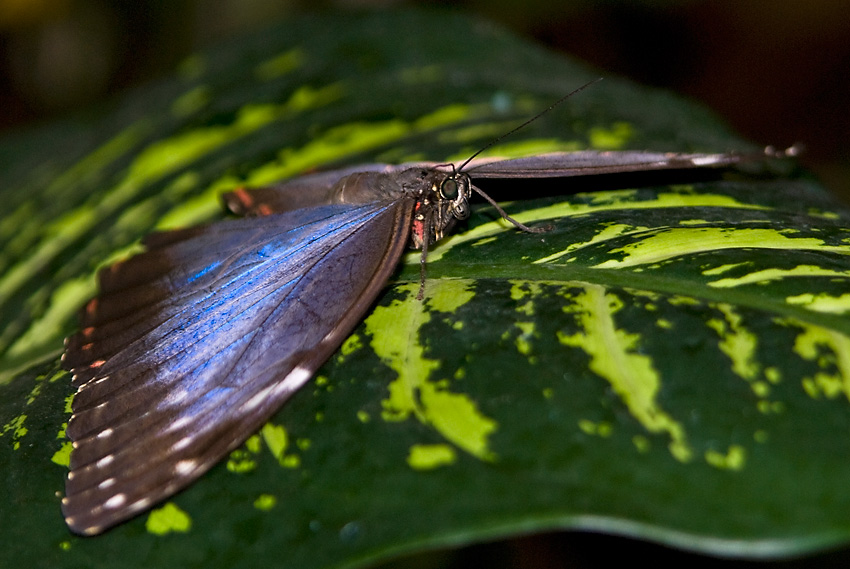 Morpho peleides