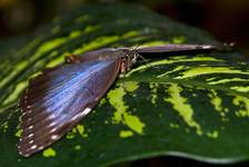 Morpho peleides