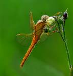 Crocothemis erythraea szafranka czerwona