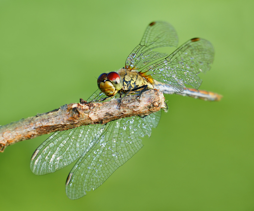 Szablak krwisty Sympetrum sanguineum