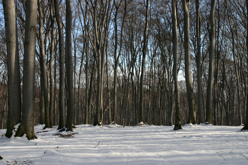 Zima w Lasku Wolskim