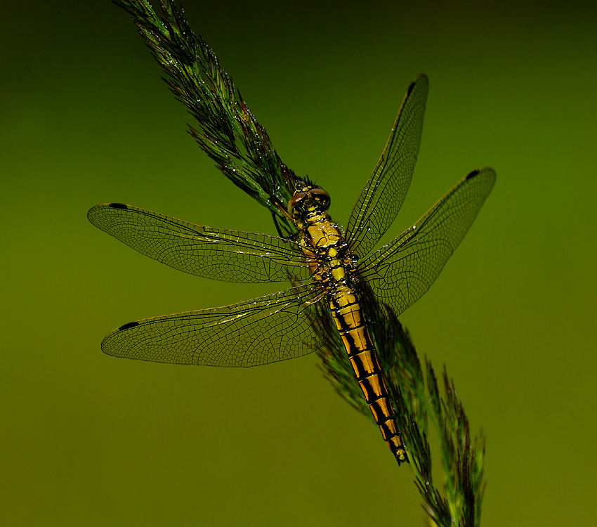 Lecicha pospolita Orthetrum cancellatum