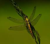 Lecicha pospolita Orthetrum cancellatum