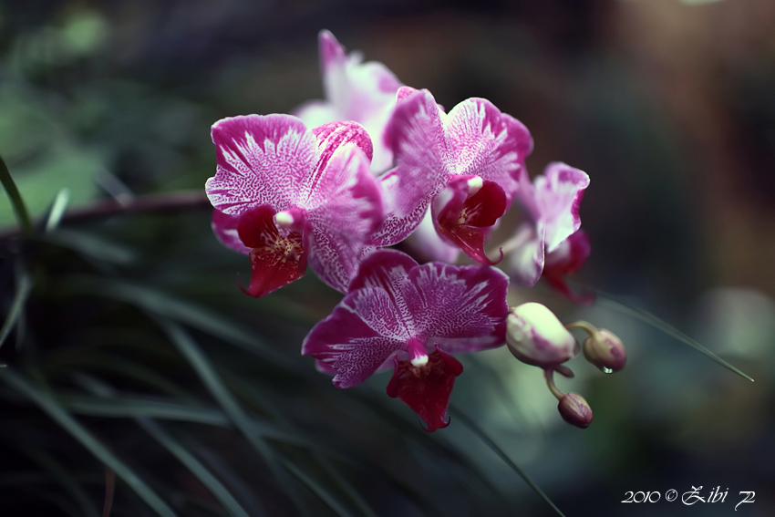 orchidea