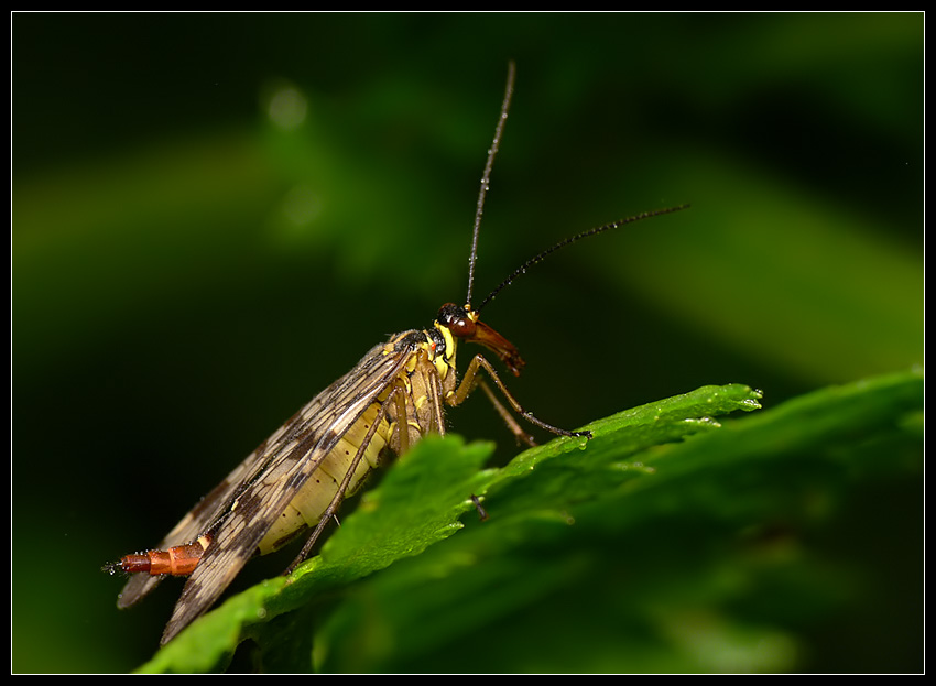 Wojsiłka