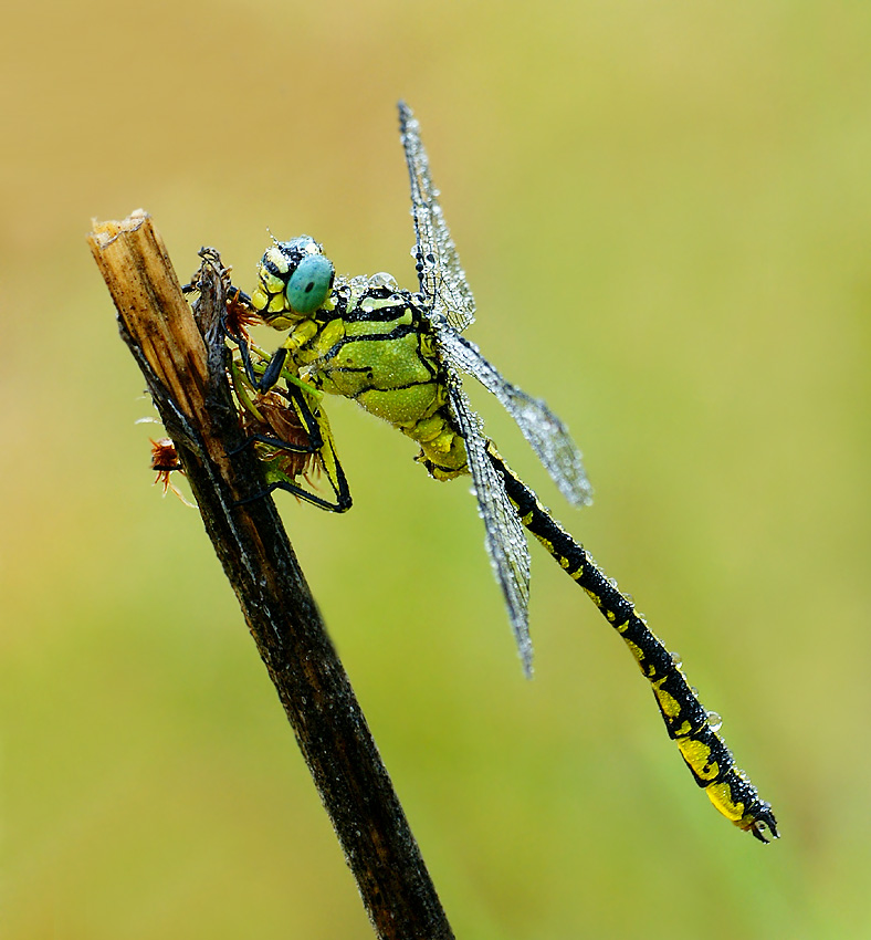 Gadziogłówka żółtonoga Gomphus flavipes