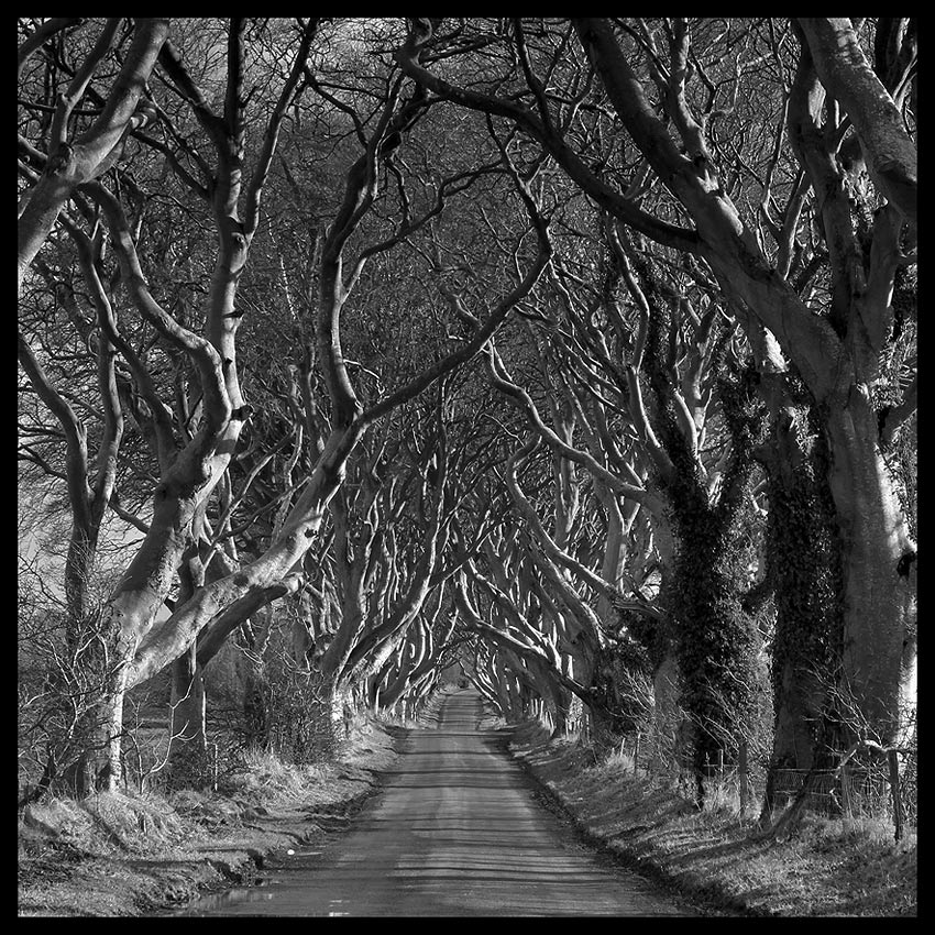 Dark Hedges