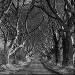 Dark Hedges