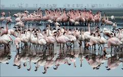 Flamingi z Lake Nakuru