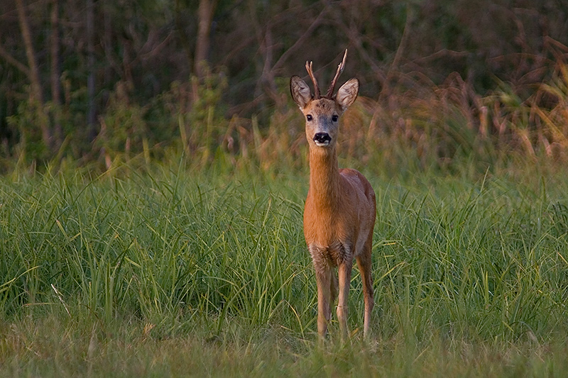 Koziołek