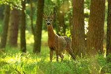 Capreolus capreolus