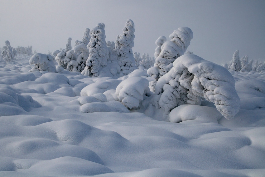 Śniegolepy...