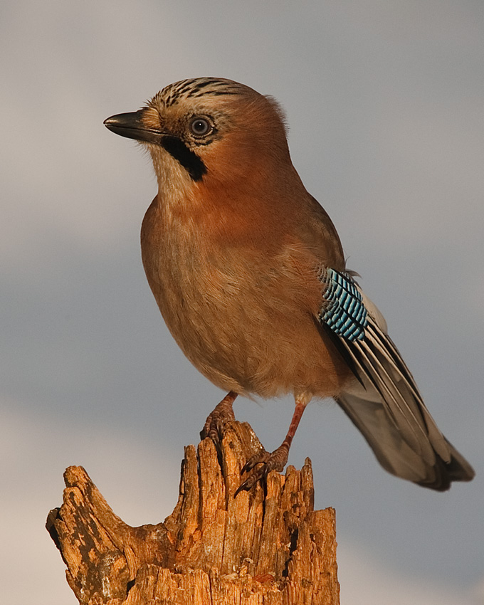 Garrulus glandarius ( sójka)