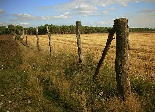 płot na polu