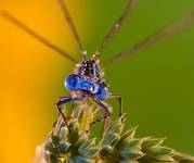 Łątka dzieweczka ( Coenagrion puella )