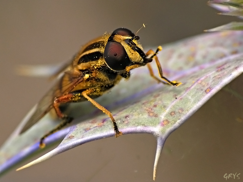 Helophilus pendulus (Bzyg)