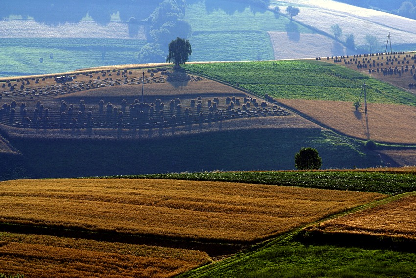 żniwne pola ...