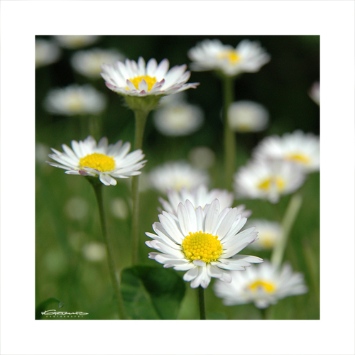 Bellis Perennis