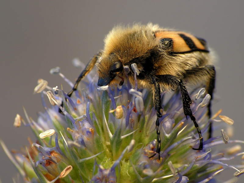 Orszoł prążkowany (Trichius fasciatus)