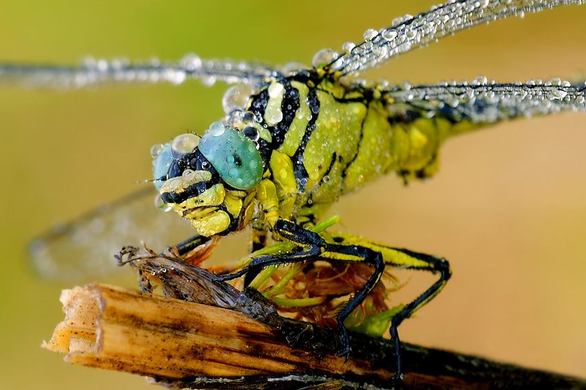 Gadziogłówka żółtonoga Gomphus flavipes