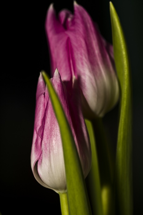 Tulipany