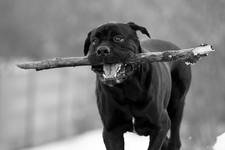 cane corso