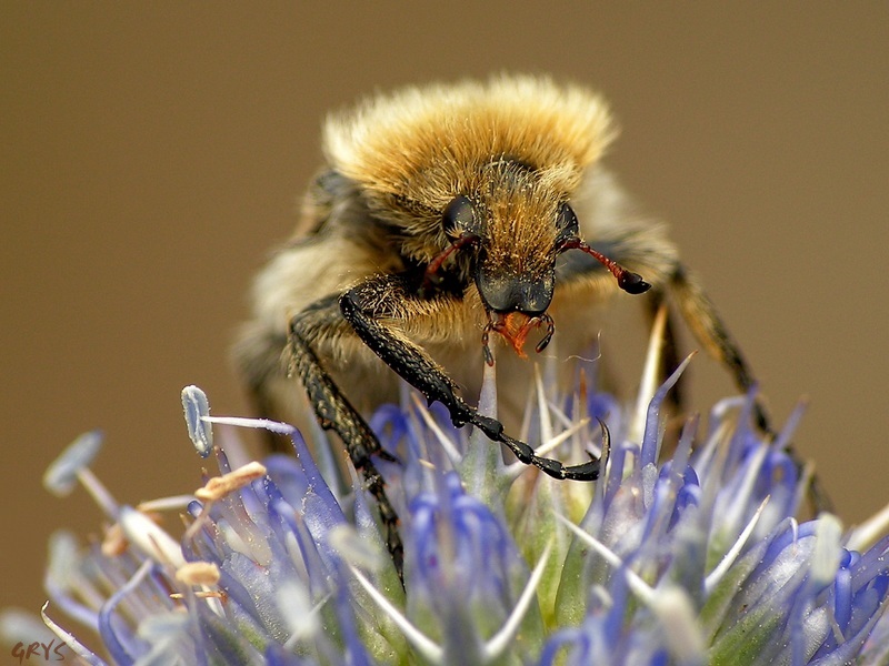 # # Orszoł prążkowany (Trichius fasciatus)