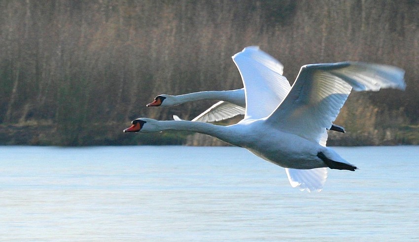 Kurs na Łabędy!